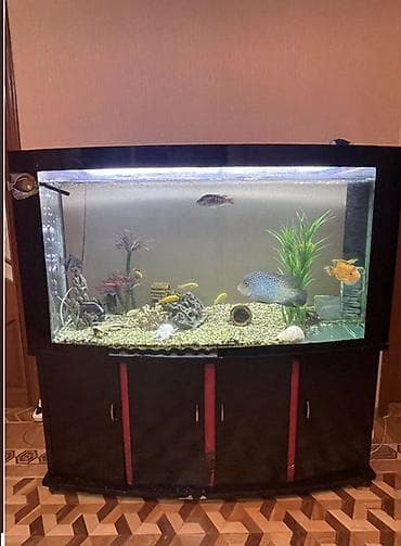 akvarium balıq: Böyük həcmli akvarium komplekti - Ön hissəsi yumru, geniş şüşəli — 1