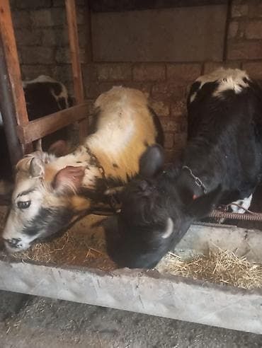 it satanlar: Malar satılır 2 dənə sağlamlıq düyədi.1kəsimə yarıyır.qiymət3100 — 5