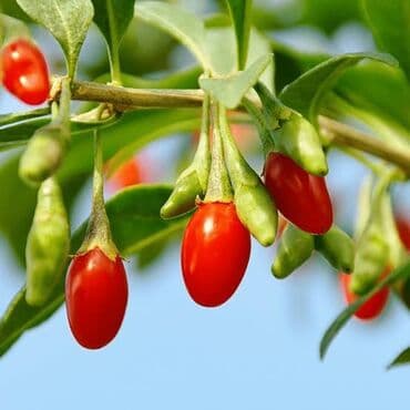 xiyar şitili: Goji giləmeyvəsi ştili (Lycium barbarum) 1 və 2 illik goji kolları — 2