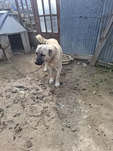 alman coban iti: Kanqal — 3