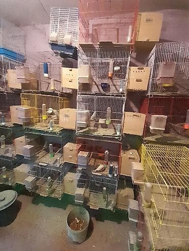 Iran qefesi akilli yemqabi yuva folluq su qabi dest halda 10 manat lalafo.az -da Iran qefesi akilli yemqabi yuva folluq su qabi dest halda 10 manat