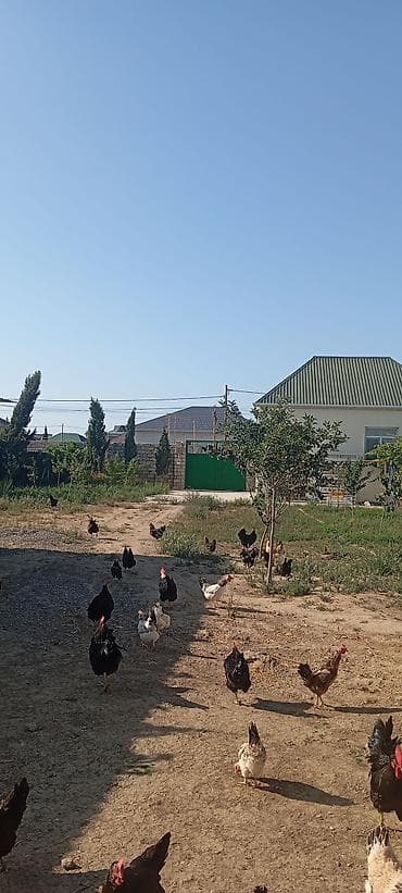 qara australorp: Toyuq, Australorp, Ətlik, Ünvandan götürmə — 1