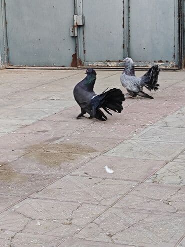 передержка собак баку: Cüt pavlinlər — 4