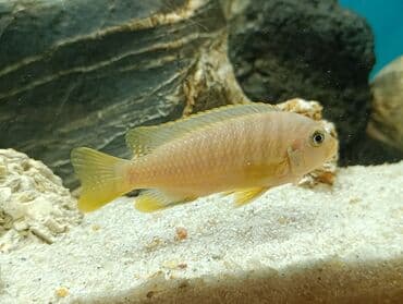 oskar balığı: Cixlid balığı, Yırtıcı — 4