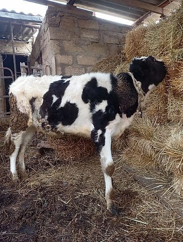 8 aylığ cins dana satılır unvan bine savxoz anası 25 l sud verir lalafo.az -da 8 aylığ cins dana satılır unvan bine savxoz anası 25 l sud verir