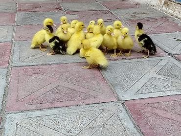 Digər heyvanlar: Lal ördək balaları 25 ədəddir hamsı birlikdə verilir — 2