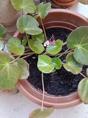 Beqonya 12 AZN satılır