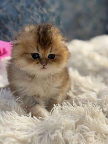 şotland pişiyi: Qızıl şinşilla, Dişi — 1