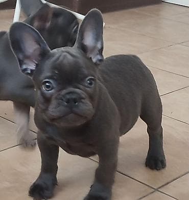 avcarka itləri: Amerikan buldoqu, 4 ay, Dişi — 2