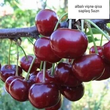 Albalı visne lalafo.az -da Albalı visne