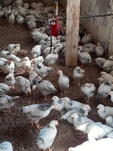 ev pişik adları: Saglam colpalar 3 dəfə vaksın olunub ünvan Zıg həm ətlik həm — 3