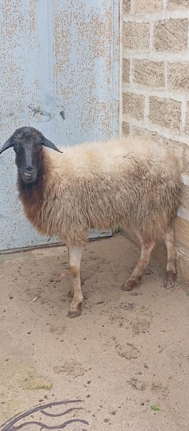 itlərin satışı 2020: Salam ünvan Bakıin maştağa kendi obşi 6 baş heyvanlar 1 baş boğaz — 3