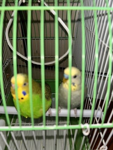 quş qefes: Cutduler yuva ile birlikde verilir unvan celilabad catdirilma var — 4