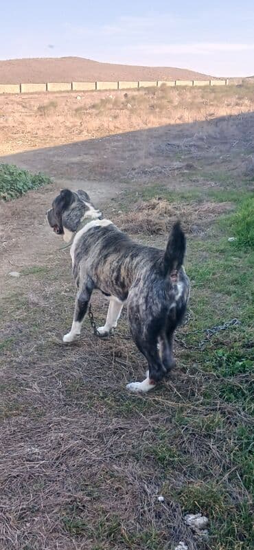 Qurdbasar, 3 il, Erkek, Peyvəndli, Rayonlara çatdırılma lalafo.az -da Qurdbasar, 3 il, Erkek, Peyvəndli, Rayonlara çatdırılma