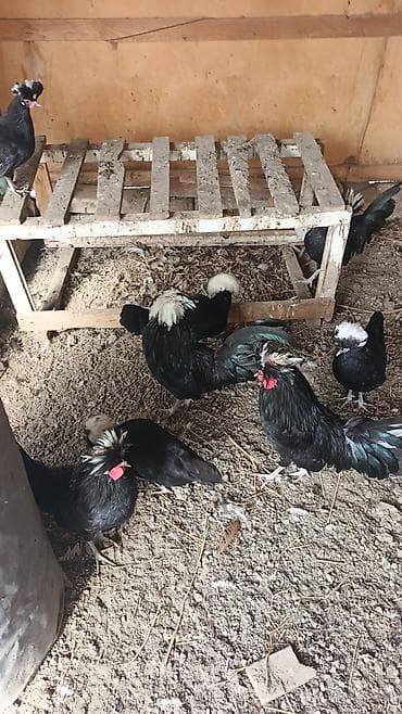 Бараны, овцы: Курица, Для разведения, Доставка в районы — 7