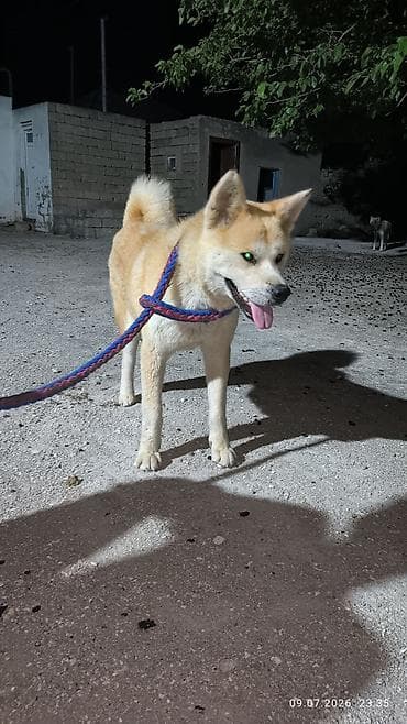 bokser it: Akita-inu, Dişi, Peyvəndli, Ünvandan götürmə — 6