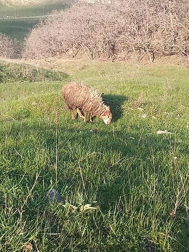 qoyunlar: Erkək quzular satılır isdəyən şəxslər əlaqə saxlasın — 5