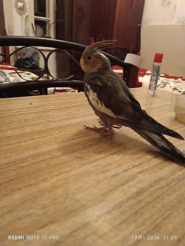 bala keci: Bir dənə 2 ay 2 günlük korela balası Dişiyə oxşayır Sağlamdır öz — 7