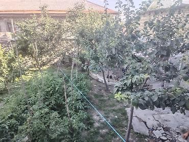 Həyətyanı sahəsi olan fərdi həyət - Geniş bağ sahəsi: müxtəlif meyvə lalafo.az -da Həyətyanı sahəsi olan fərdi həyət - Geniş bağ sahəsi: müxtəlif meyvə