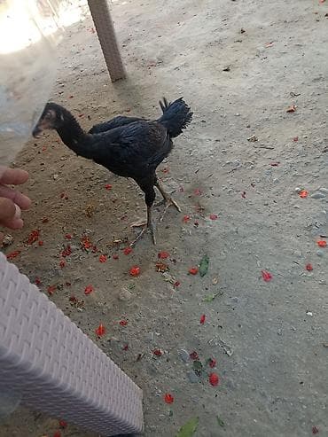 toy putel: Toyuq cücələri, Damazlıq — 4