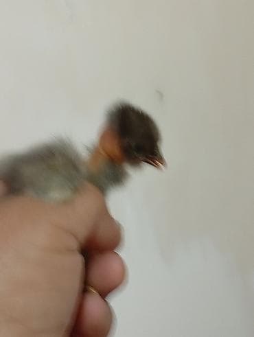 Cücələr: Toyuq cücələri, Damazlıq — 1