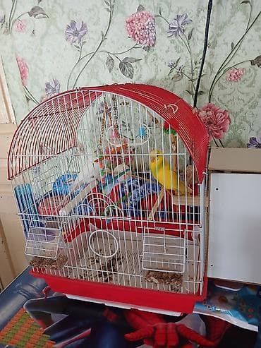 satılık dana: 3 ədəd quş Biri kürt otrub hamsı Satılır — 3