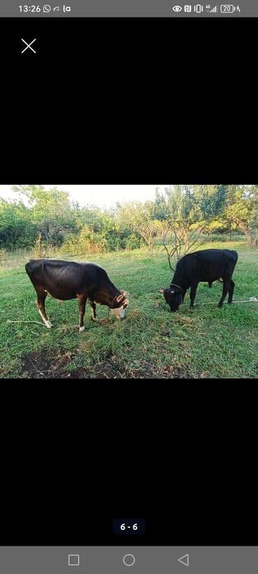 4 ədəd erkək 1 ədəd dişi təcili satılır