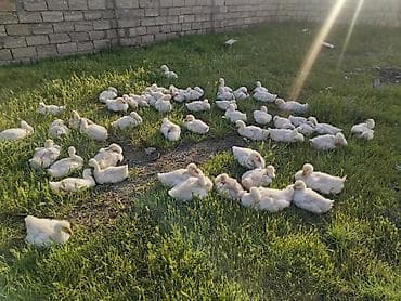 Гуси: Ağ rəngli cücələr – qaz balaları (qaz pişkaları) - Növ: ev qazi - — 6