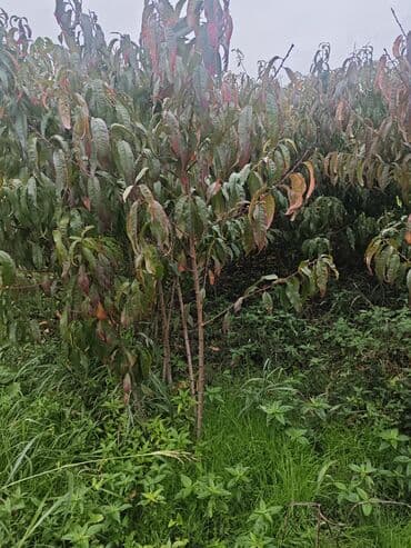 ikinci el jakuzi: Yerli növ 🍑 tingleri satılır 10 yaxın növ mövcüddur — 4