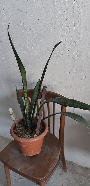 Otaq bitkiləri: Peyğəmbər qılıncı gülü — 2