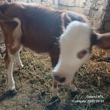 heyvan bazari inekler: Satlıq buzov

-dişi dana 4 ayilıq — 1