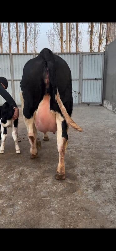 Heyvanlar üçün mallar: Südlük inək və buzov dəsti - Cins: Holşteyn tipli, xallı (qara‑ağ) — 3