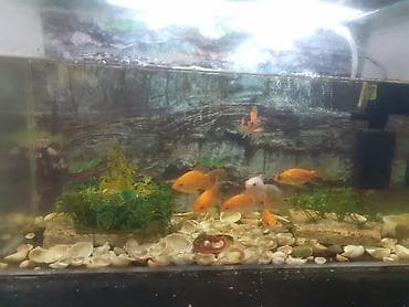 Akvaryum komplekti – qızılbalıqlar ilə - Şüşə akvaryum: düzbucaqlı
