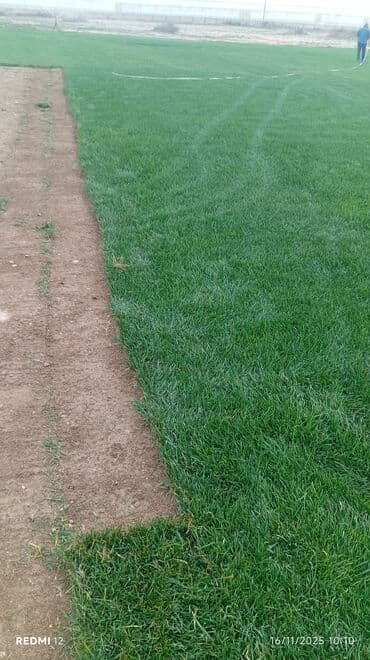 qazon suni: Rulet şəklində hazır qazon örtüyü - Tətbiq: həyət və bağ sahələri — 1