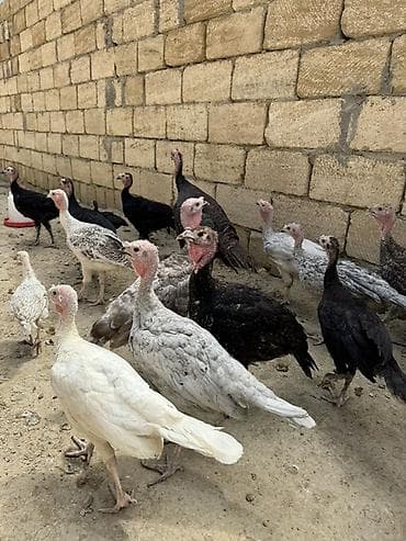 Heyvanlar: Öz həyətimdə çıxıb aprelin 26sı cins heyvanlardı sağlamlıqına — 4
