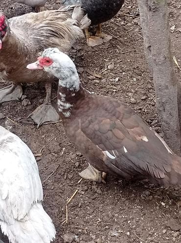 Tam sağlam akdif bezekli lal ördekler sagılır.her bir rengden 1-cütdü