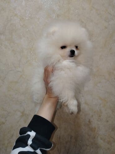 heyvan bazarı: Şpitz, Peyvəndli — 6