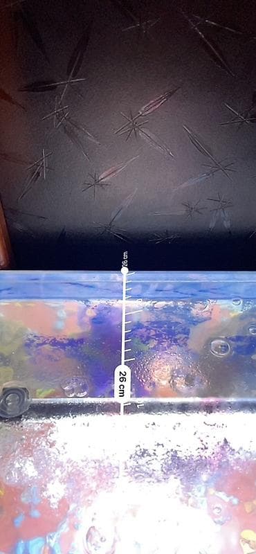 heyvanlar: Akvaryum seti – tam işlək komplekt - Şəffaf şüşə akvaryum, düzbucaqlı — 8