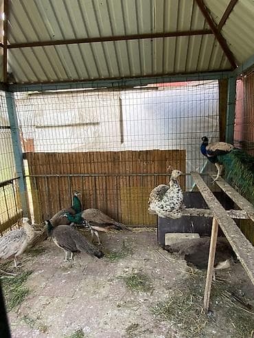 col quslari: Cütü 400 AZN.1yaş yarım — 7