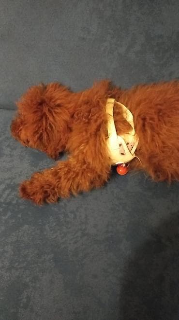 İtlər: Pudel, 7 ay, Dişi, Peyvəndli, Ünvandan götürmə — 3