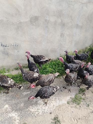 kənd toyuqlarının satışı: Salam. 6 aylıq kanada, bronz hinduwka fərələri satıram. Təzə — 3