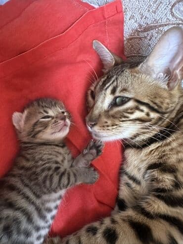 где можно купить котенка: Benqal, Erkək, Dişi, Yaxşı əllərə — 7