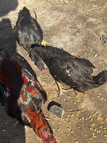 heleb kecileri satilir: Heyratılar satılır qiymet razılaşma yolu ilə — 3