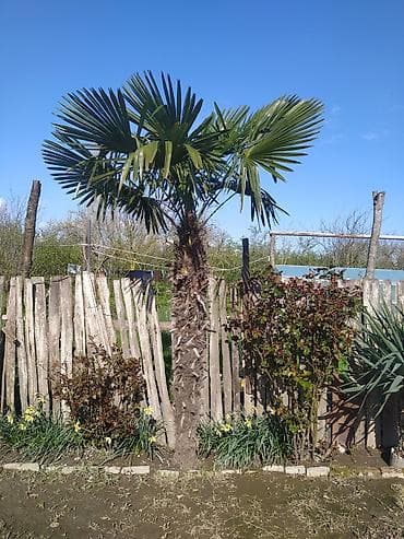 ağac gülləri: Trachycarpus fortunei (Vindyatelli xurma palması) – dekorativ landşaft — 1