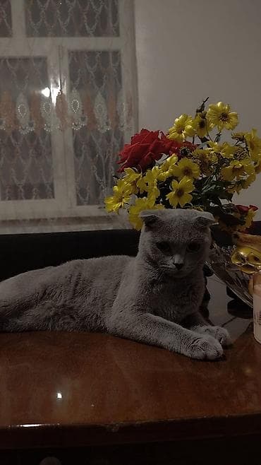 ev iti ucuz: Şotland yastı qulaq, Yaxşı əllərə — 4