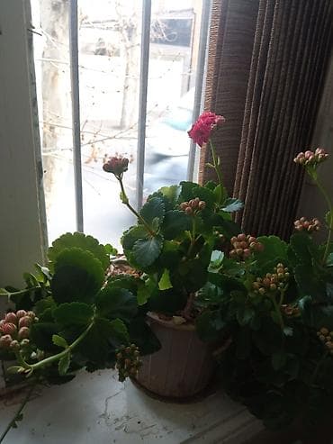 ev kaktusu: Otaq bitkiləri kolleksiyası – bir neçə növ bir yerdə. - — 5