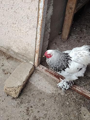 at şəkilləri: Toyuq, Brama, Damazlıq — 3