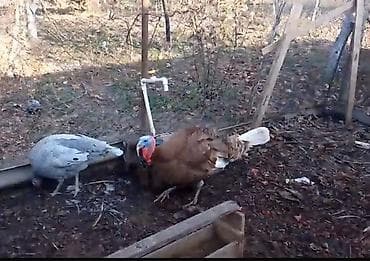 hind qusu: Dişi, Damazlıq, Ödənişli çatdırılma — 1