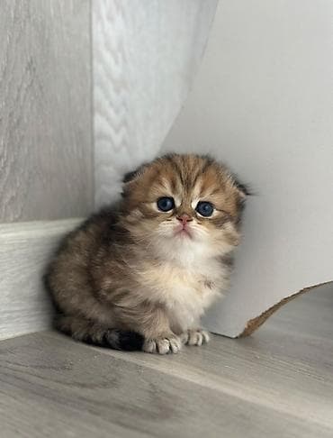 pişik cutlesdirmek: Şinşilla, Erkək, Dişi — 3