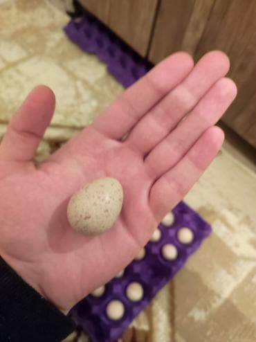 ceyran qaz peci: Xınalı kəklik yumurtası — 2